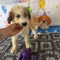Jazz sauvé avec sa maman en roumanie, à l’adoption #2