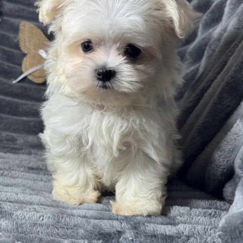 Betty, superbe femelle type bichon maltais nain