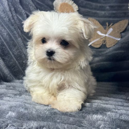 Betty, superbe femelle type bichon maltais nain #3