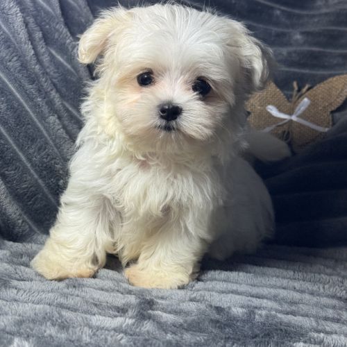 Betty, superbe femelle type bichon maltais nain #4