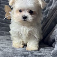 Betty, superbe femelle type bichon maltais nain