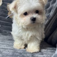 Betty, superbe femelle type bichon maltais nain #2