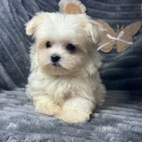 Betty, superbe femelle type bichon maltais nain #3