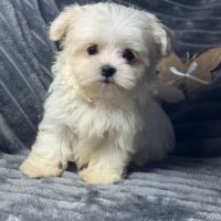 Betty, superbe femelle type bichon maltais nain #4