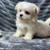 Betty, superbe femelle type bichon maltais nain #5