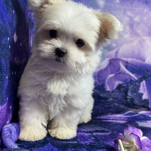 Belinda, femelle type bichon maltais nain #1