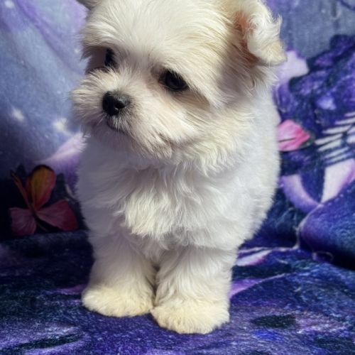 Belinda, femelle type bichon maltais nain #5