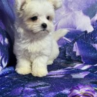 Belinda, femelle type bichon maltais nain #2