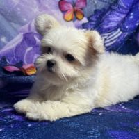 Belinda, femelle type bichon maltais nain #3