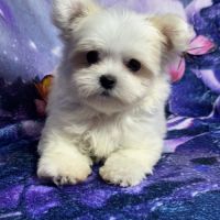 Belinda, femelle type bichon maltais nain #0