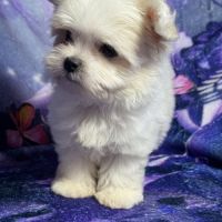 Belinda, femelle type bichon maltais nain #5