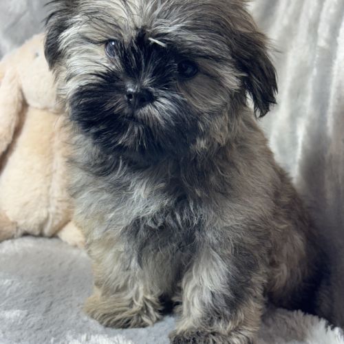 Cookie, superbe mâle type shih tzu fauve #0