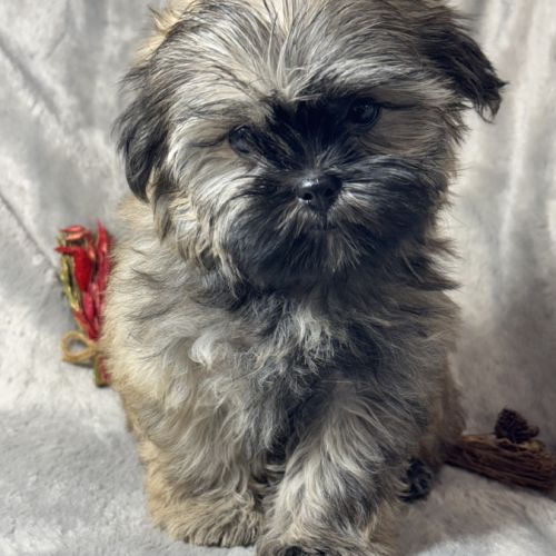 Cookie, superbe mâle type shih tzu fauve #4