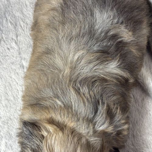 Cookie, superbe mâle type shih tzu fauve #5