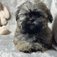 Cookie, superbe mâle type shih tzu fauve #1