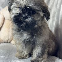 Cookie, superbe mâle type shih tzu fauve