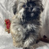 Cookie, superbe mâle type shih tzu fauve #3