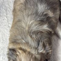 Cookie, superbe mâle type shih tzu fauve #5