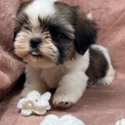 Birdy,femelle shih tzu fauve et blanc petit modèle #1