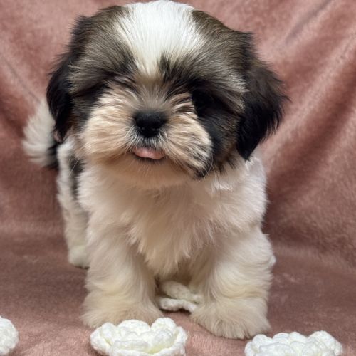 Birdy,femelle shih tzu fauve et blanc petit modèle #2