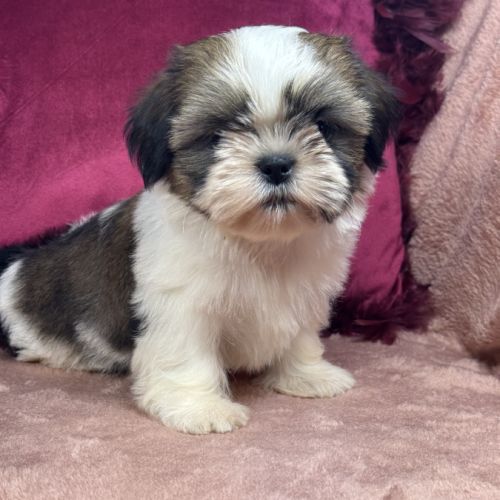 Birdy,femelle shih tzu fauve et blanc petit modèle