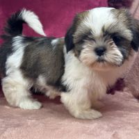 Birdy,femelle shih tzu fauve et blanc petit modèle #3