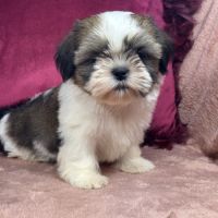 Birdy,femelle shih tzu fauve et blanc petit modèle #0