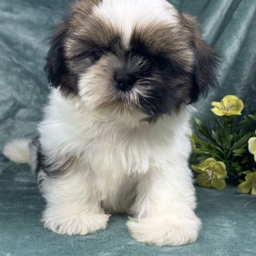 Balzac, mâle shih tzu fauve et blanc petit modèle