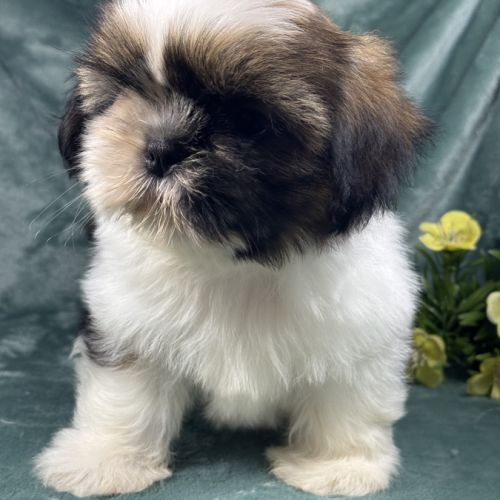 Balzac, mâle shih tzu fauve et blanc petit modèle #2