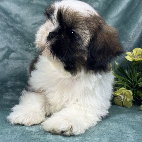 Balzac, mâle shih tzu fauve et blanc petit modèle #3