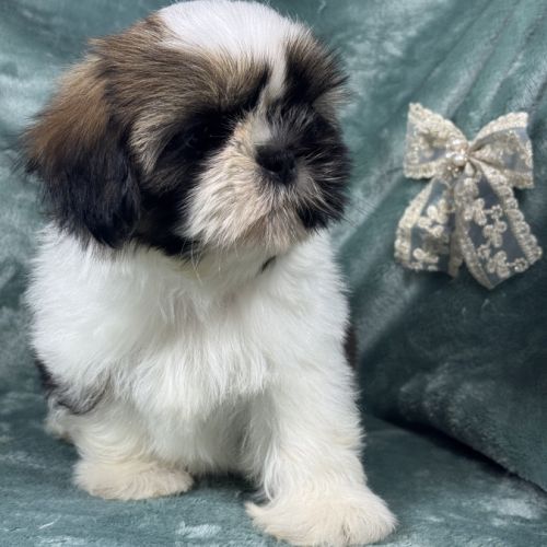 Balzac, mâle shih tzu fauve et blanc petit modèle #4