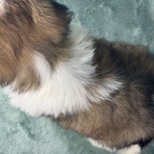 Balzac, mâle shih tzu fauve et blanc petit modèle #5