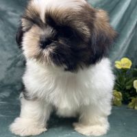 Balzac, mâle shih tzu fauve et blanc petit modèle #2