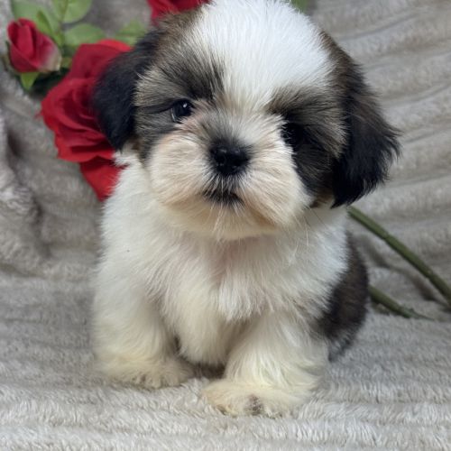 Barney, mâle shih tzu fauve et blanc petit modèle