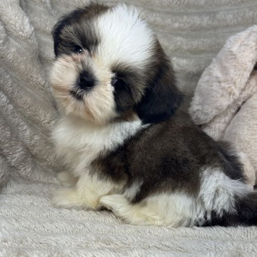 Barney, mâle shih tzu fauve et blanc petit modèle #3