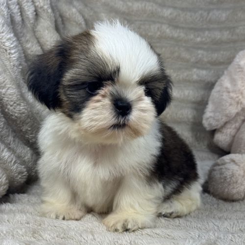 Barney, mâle shih tzu fauve et blanc petit modèle #4