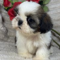 Barney, mâle shih tzu fauve et blanc petit modèle #1