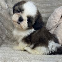 Barney, mâle shih tzu fauve et blanc petit modèle #3