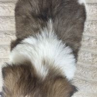 Barney, mâle shih tzu fauve et blanc petit modèle #5