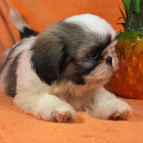 Bethoven, mâle shih tzu fauve et blanc ourson #1