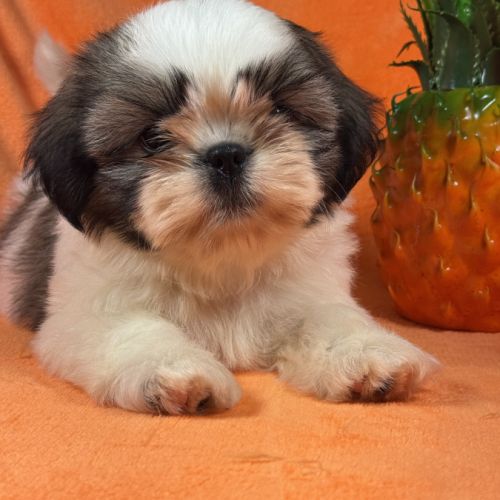 Bethoven, mâle shih tzu fauve et blanc ourson #2