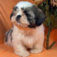 Bethoven, mâle shih tzu fauve et blanc ourson #0