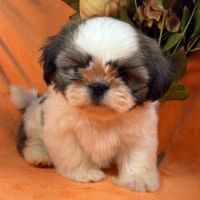 Bethoven, mâle shih tzu fauve et blanc ourson #4