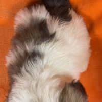 Bethoven, mâle shih tzu fauve et blanc ourson #5