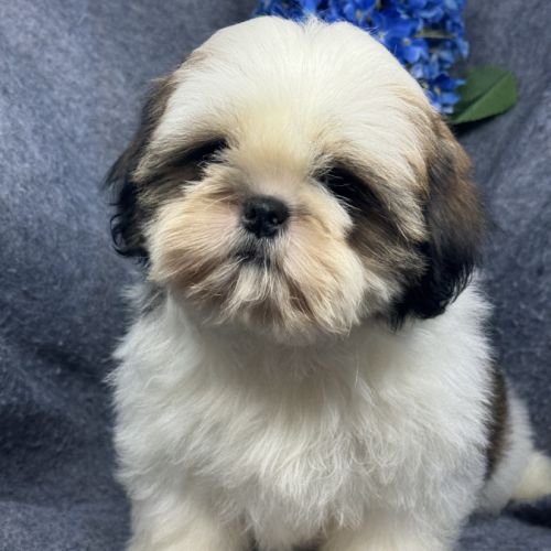 Bisou, mâle type shih tzu fauve et blanc #1