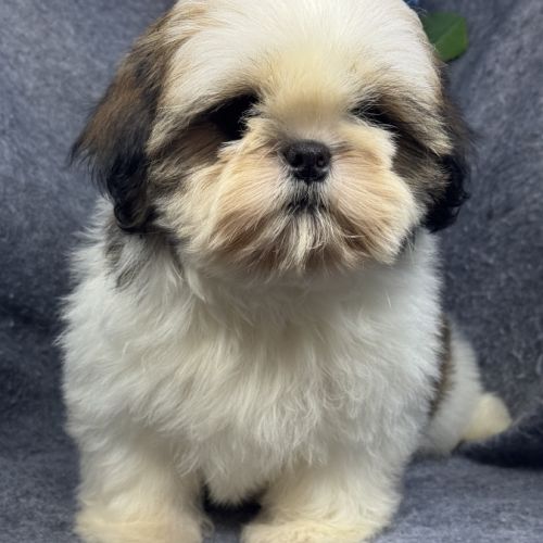 Bisou, mâle type shih tzu fauve et blanc #2