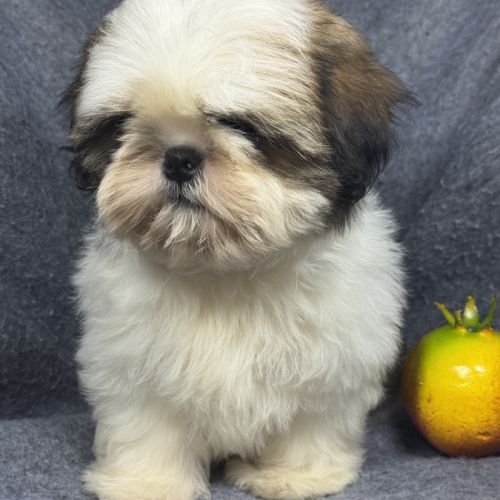 Bisou, mâle type shih tzu fauve et blanc #0