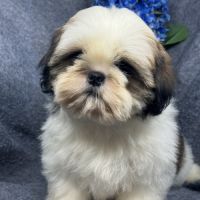 Bisou, mâle type shih tzu fauve et blanc #1