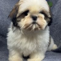 Bisou, mâle type shih tzu fauve et blanc #2