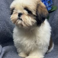Bisou, mâle type shih tzu fauve et blanc #3